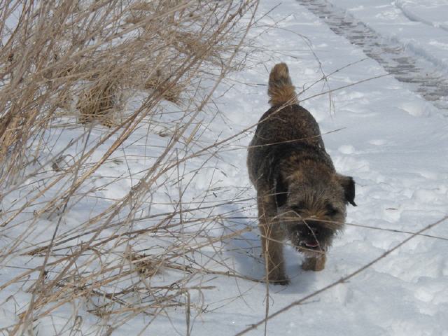 unser Schneekönig