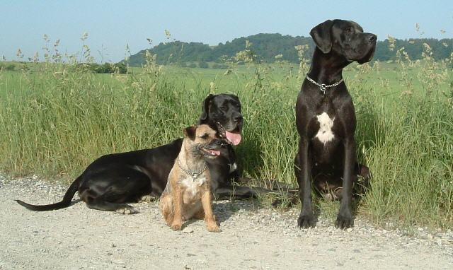 Noell, Dinki und Luzie